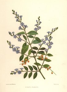 Gyllene daggdroppe, duvbär eller skyflower, Duranta erecta (Duranta plumieri)